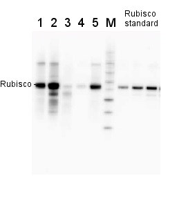 RbcL | Rubisco positive control/quantitation standard in the group Antibodies Plant/Algal  / Photosynthesis  / Protein standards-quantitation at Agrisera AB (Antibodies for research) (AS01 017S)